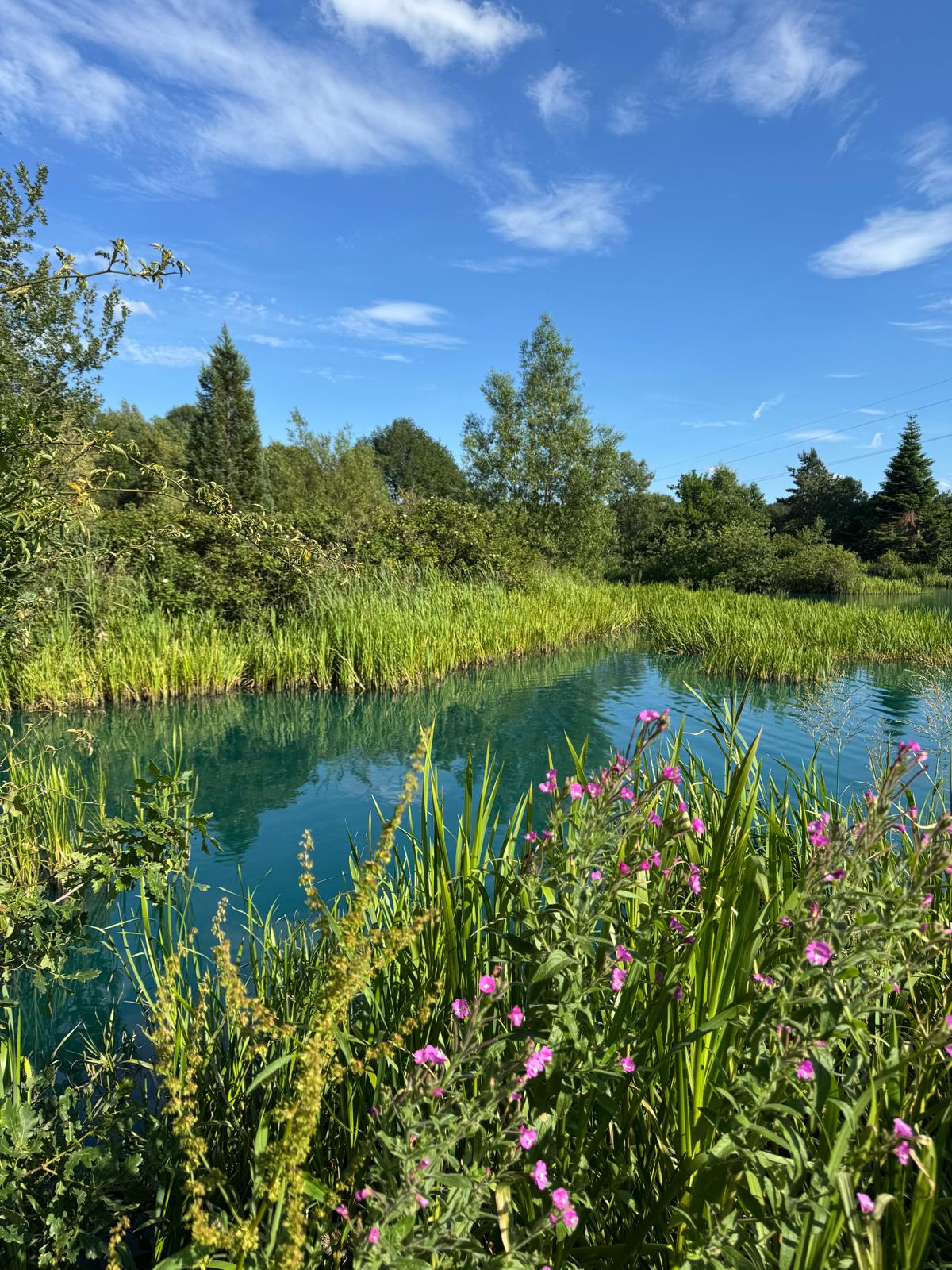 Clear lake water framed by reeds and wildflowers at Whitmore Lakes